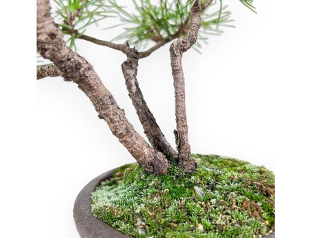 Bonsaï de Pinus thunbergii %separator%%category%