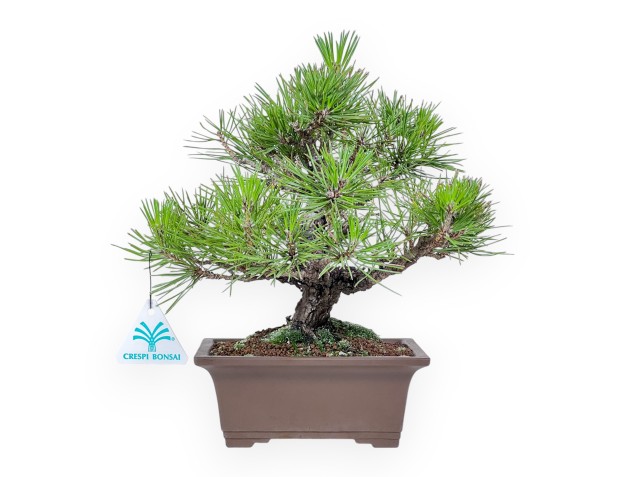 Bonsai der Art Pinus thunbergii %separator%%category%