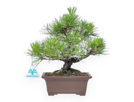 Bonsai di Pinus thunbergii %separator%%category%
