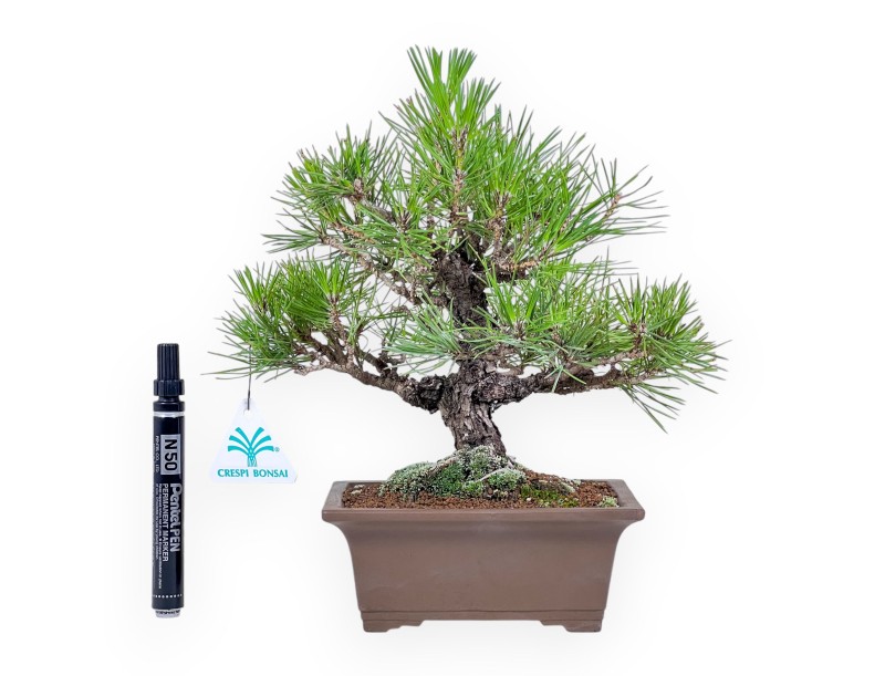 Bonsai van Pinus thunbergii %separator%%category%