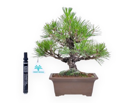 Bonsai van Pinus thunbergii %separator%%category%