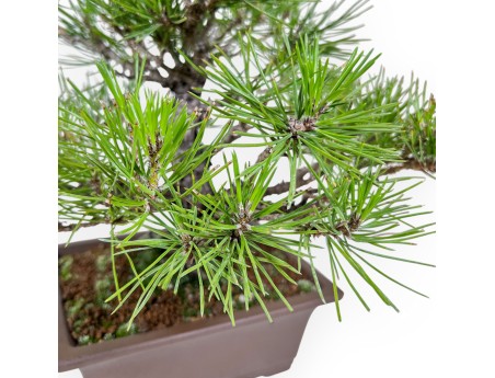 Pinus thunbergii bonsai %separator%%category%