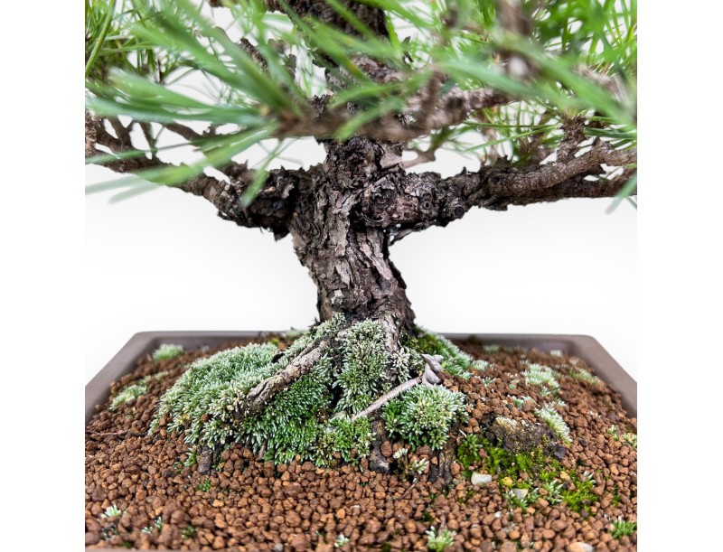 Bonsai der Art Pinus thunbergii %separator%%category%
