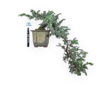 Bonsai of Juniperus rigida %separator% %category%