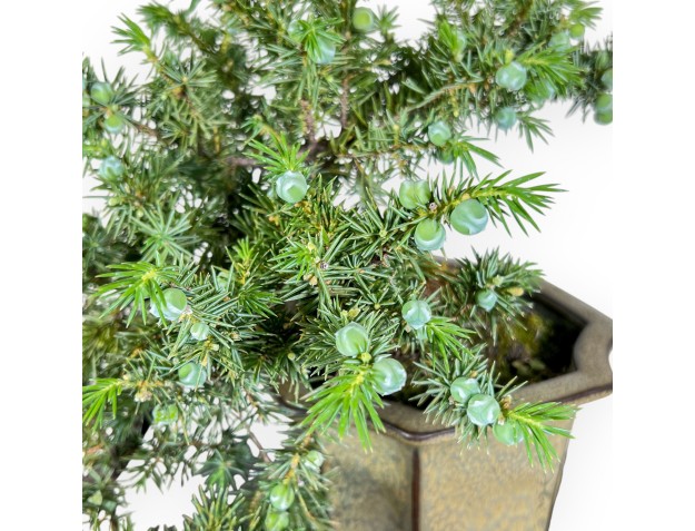 Bonsaï de Juniperus rigida - Genévrier %separator% %category% 2