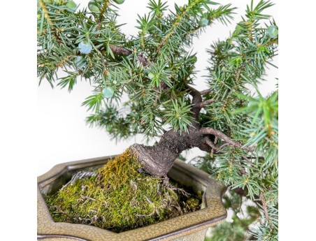 Bonsai di Juniperus rigida - Ginepro %separator% %category%