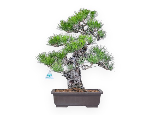 Bonsai van Pinus thunbergii %separator%%category%