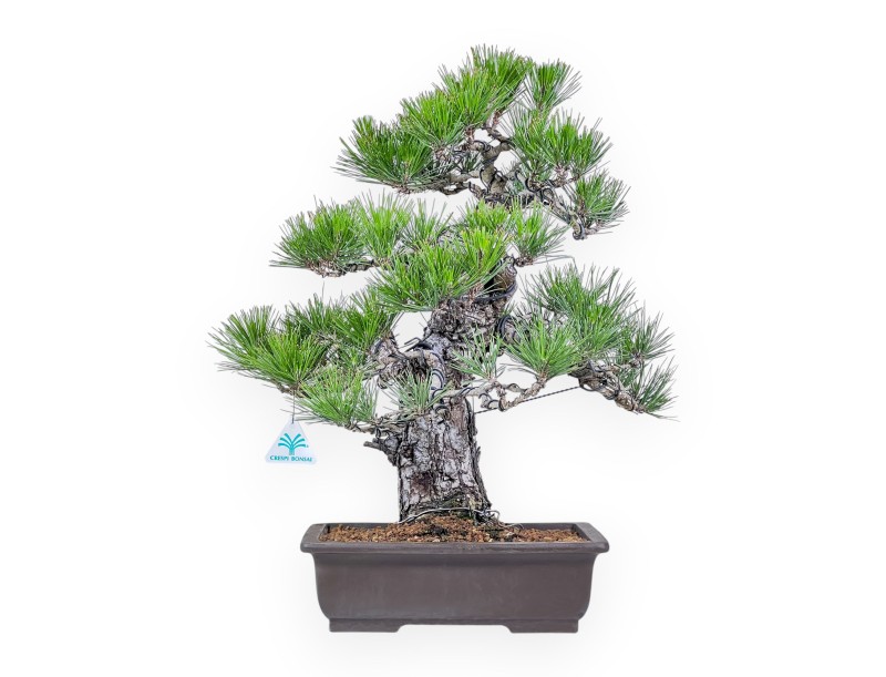 Bonsai di Pinus thunbergii %separator%%category%