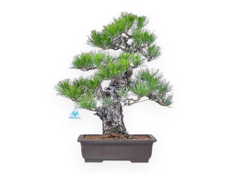 Bonsai di Pinus thunbergii %separator%%category%