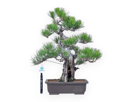 Bonsai van Pinus thunbergii %separator%%category%