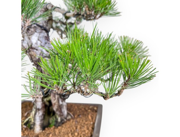 Bonsai der Art Pinus thunbergii %separator%%category% 2