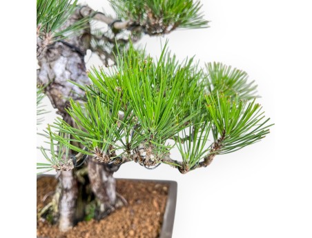 Bonsai der Art Pinus thunbergii %separator%%category%