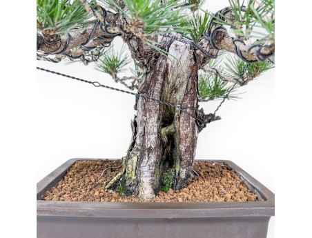 Bonsái de Pinus thunbergii %separator%%category%