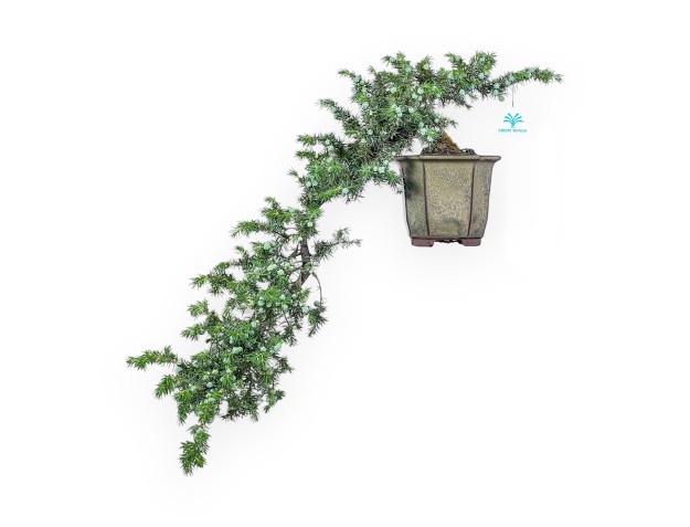 Bonsaï de Juniperus rigida - Genévrier %separator% %category%