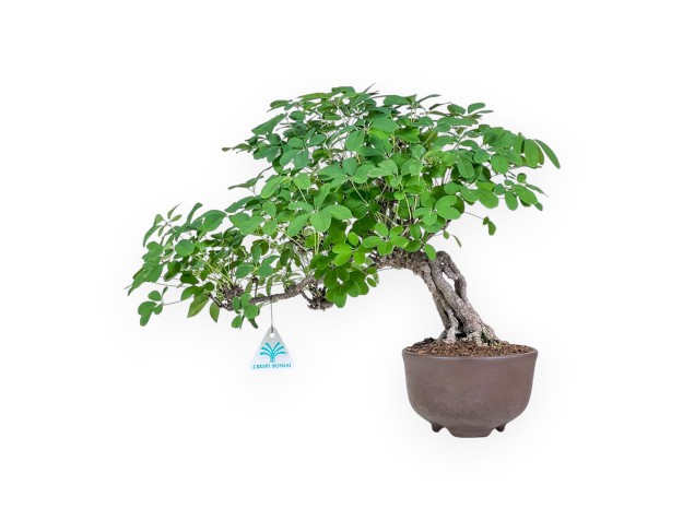 Akebia Quinata-bonsai %separator% %category%