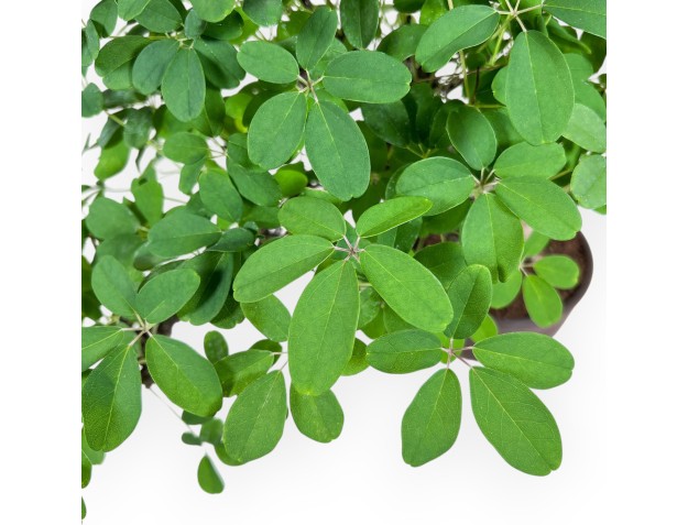 Akebia Quinata-bonsai %separator% %category% 2