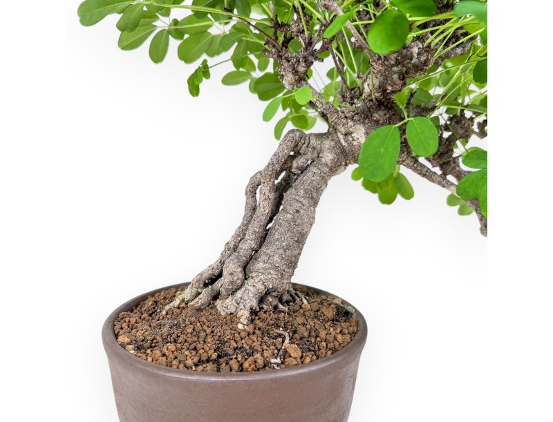 Bonsái de Akebia Quinata %separator% %category%