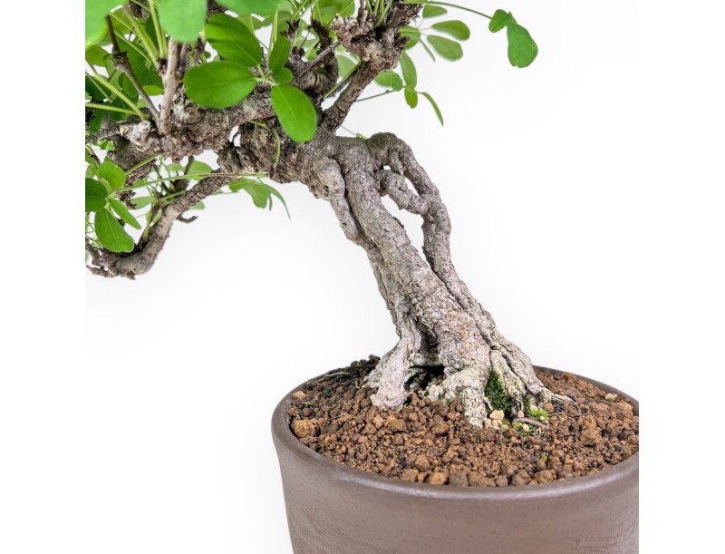 Bonsái de Akebia Quinata %separator% %category%