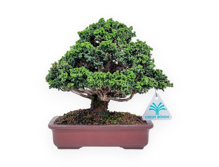 Bonsai aus Chamaecyparis obtusa sekka %separator% %category%
