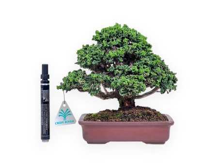 Bonsai aus Chamaecyparis obtusa sekka %separator% %category%
