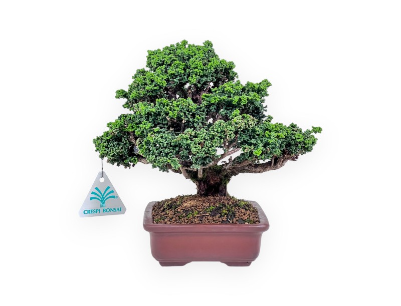 Bonsai aus Chamaecyparis obtusa sekka %separator% %category%