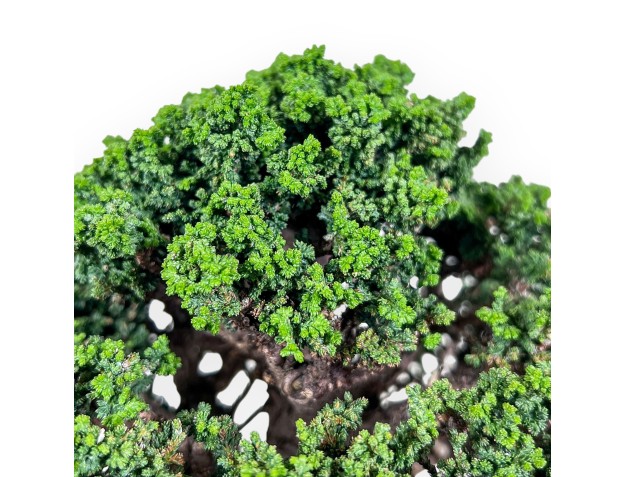 Bonsai van Chamaecyparis obtusa sekka %separator% %category% 2
