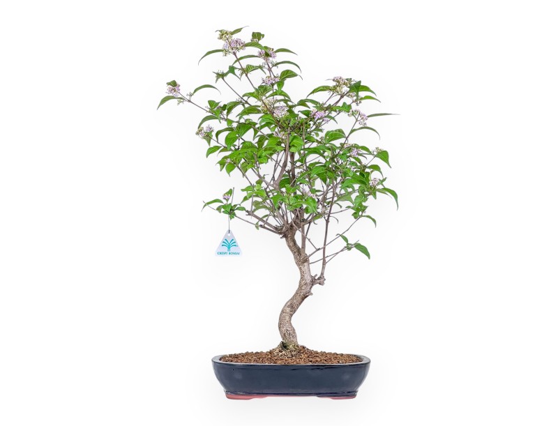 Callicarpa-bonsai %separator% %category%