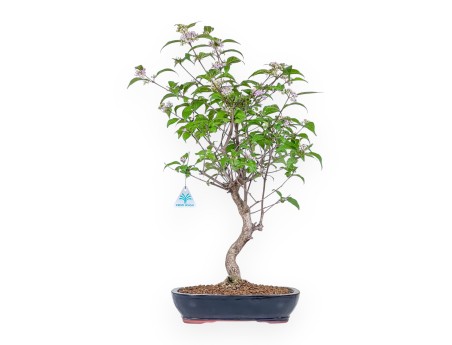 Callicarpa-bonsai %separator% %category%