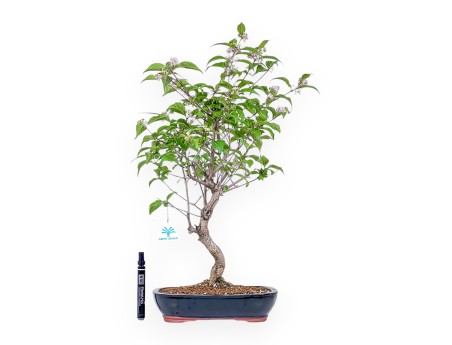 Callicarpa-bonsai %separator% %category%