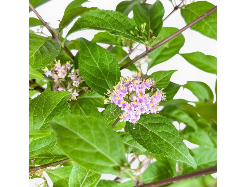 Callicarpa-bonsai %separator% %category%