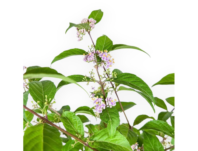 Callicarpa-bonsai %separator% %category%
