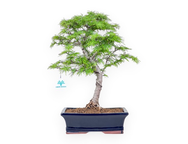 Pseudolarix-Bonsai %separator% %category%