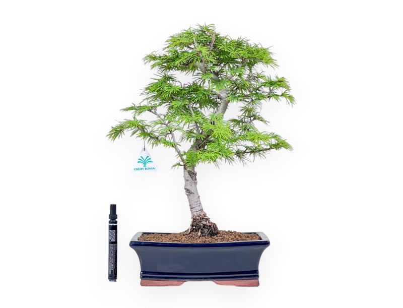 Pseudolarix-Bonsai %separator% %category%