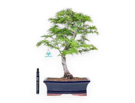 Bonsai di Pseudolarix %separator% %category%