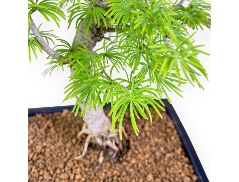 Bonsáis de Pseudolarix %separator% %category%