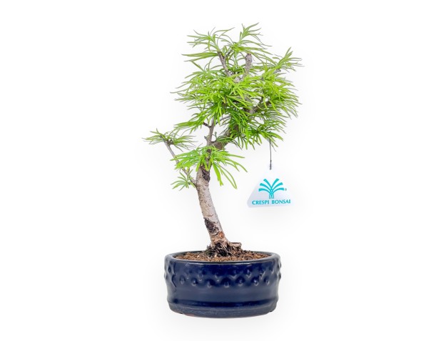 Bonsai di Pseudolarix %separator% %category%