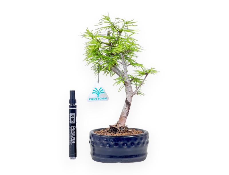 Pseudolarix bonsai %separator% %category%