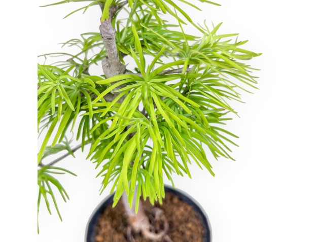 Bonsai di Pseudolarix %separator% %category% 2