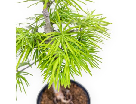 Bonsai di Pseudolarix %separator% %category%