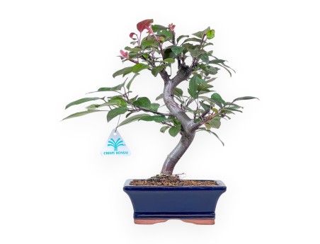 Bonsái de manzano de 31 cm %separator% %category%