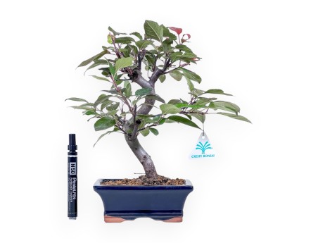 Bonsai di melo da 31 cm %separator% %category%