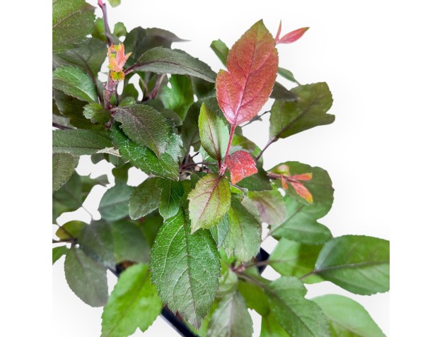 Apfelbaum-Bonsai, 31 cm %separator% %category% 2