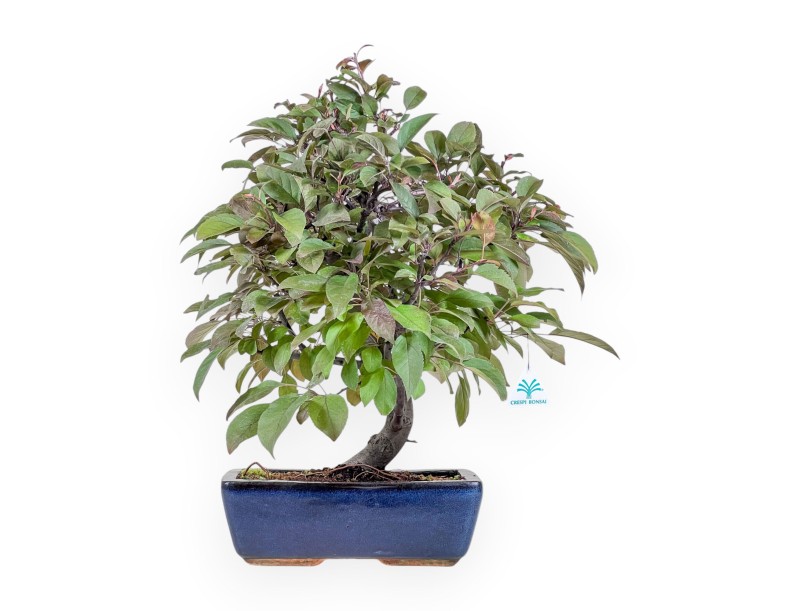 Bonsaï de pommier de 50 cm %separator% %category%