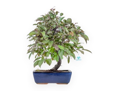 Bonsaï de pommier de 50 cm %separator% %category%