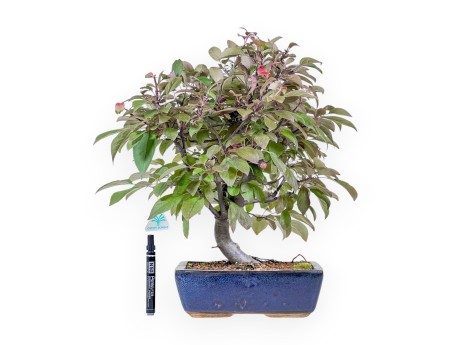 Bonsaï de pommier de 50 cm %separator% %category%