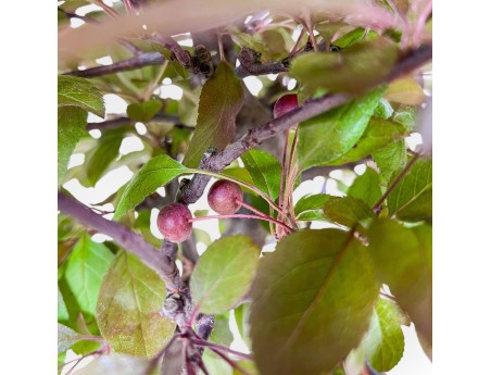 Bonsaï de pommier de 50 cm %separator% %category%