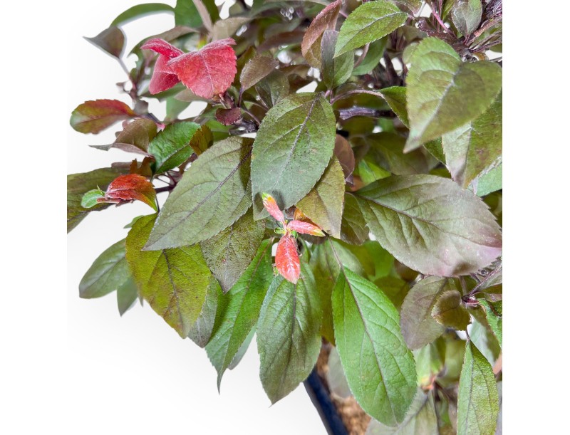 Bonsaï de pommier de 50 cm %separator% %category%