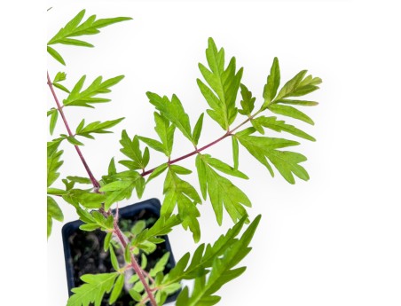 Rhus typhina ‘Fe Tiger Eyes’ bonsai %separator% %category%