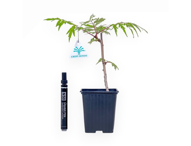 Rhus typhina-bonsai met tijgeroogpatroon %separator% %category%