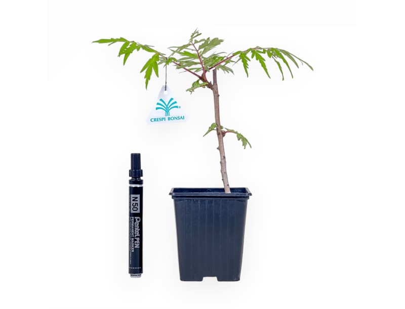 Rhus typhina-Bonsai mit Tigeraugen %separator% %category%